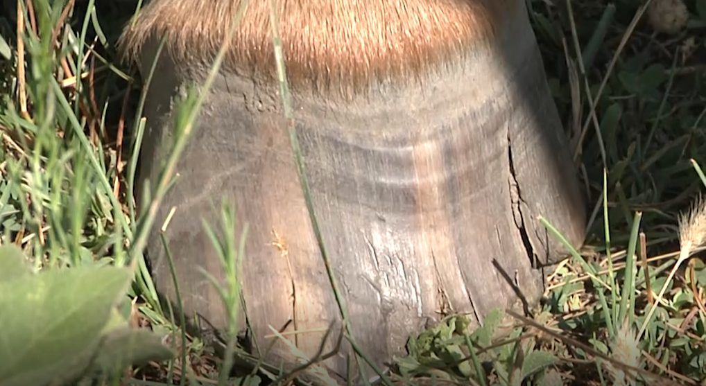 animal abuse hoof